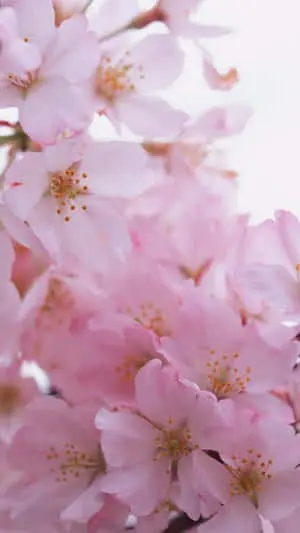 "Air of freshness: A vivid flower blooming from the iPhone's glass."