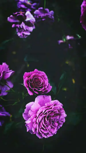 Enjoy a Rose and Lavender themed Background on Your Iphone