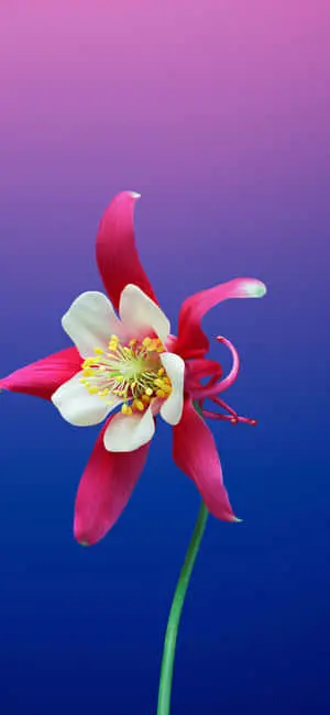 a flower with a pink and white center