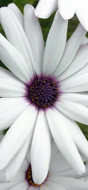 "Get the perfect floral touch with the Flower Iphone"