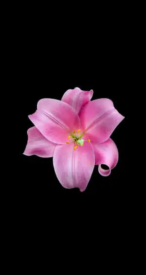 a pink flower on a black background
