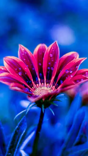 Flower Iphone Fuchsia Daisy Neon Night Picture