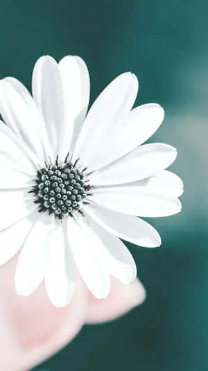 Vibrant Blooms - A Floral Extravaganza on an iPhone Screen