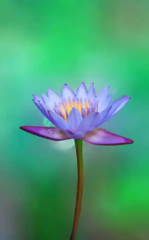 Flower Iphone Posterazzi Lotus Photography Picture