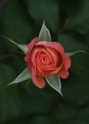 Flower Iphone Red Roses Garden Photography Picture