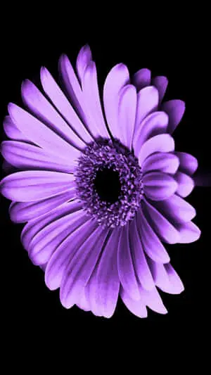 Flower Iphone Purple Barberton Daisy Picture