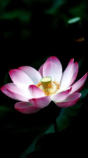 Flower Iphone Nelumbo Nucifera Photography Picture