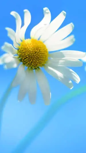 Flower Iphone White Daisy Close Up Picture