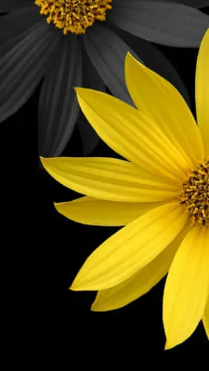 Captivating Bloom: Aesthetic Flower Picture for Iphone Wallpaper