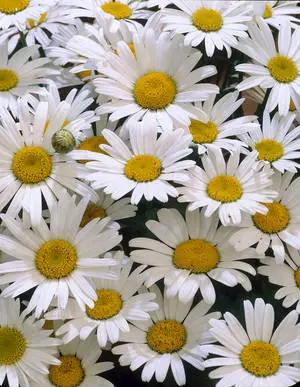 Fully Bloomed White Flower iPhone