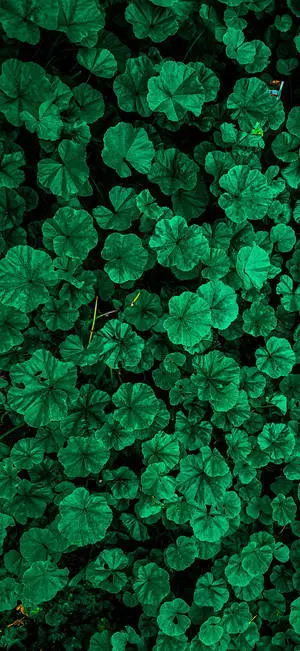 Green Flower Iphone