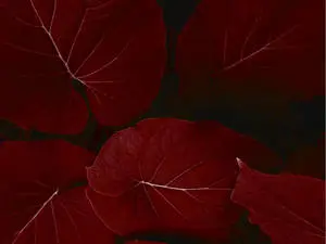 iPad Pro Red Leaves Landscape