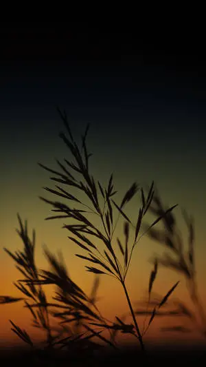 iPhone 12 Pro Crops
