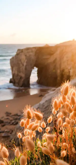 Iphone 12 Pro Max Beach Shore 