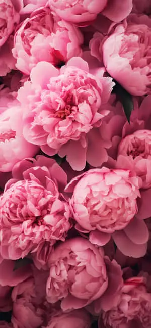 Iphone 16e Floral Wallpaper