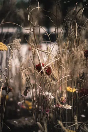 IPhone 4k Wild Flowers
