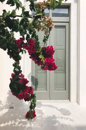 Iphone 8 Red Flowers