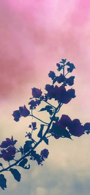 Iphone Aesthetic Background