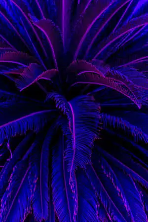 Iphone Aesthetic Background