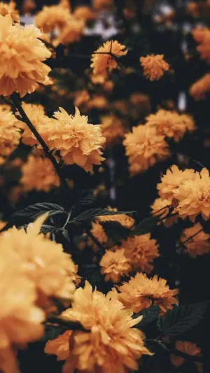 Iphone Aesthetic Yellow Flowers