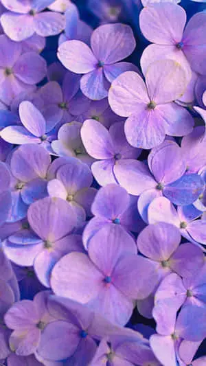 Iphone Lavender Aesthetic Cute Flowers