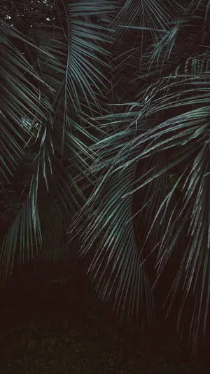 Leaves Jungle iPhone