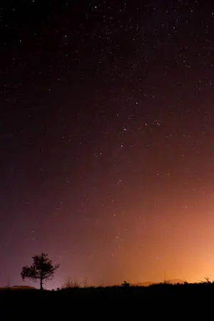 A Lonesome Tree in a Starlit Night 