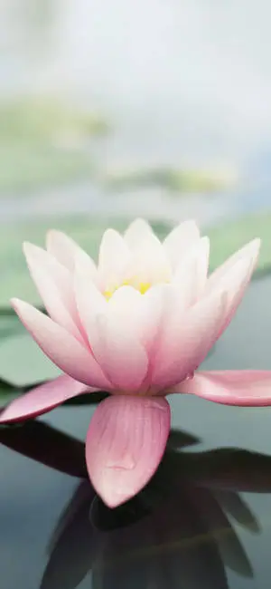 Lotus Flower Original iPhone 4
