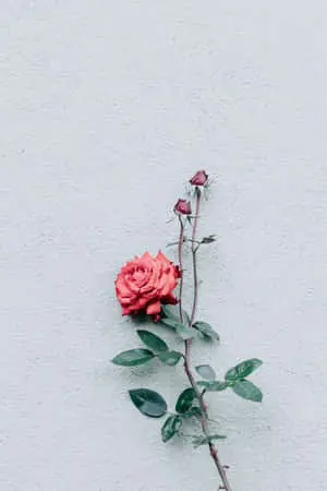 Minimalist Red Rose Flower