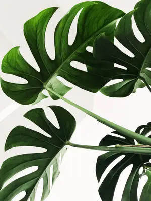 Minimalist Monstera Leaves