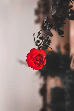 One Red Rose Flower Iphone