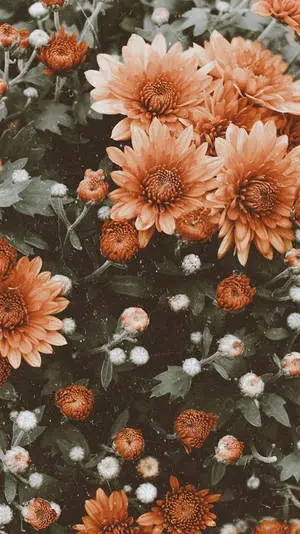 Orange Flower Iphone