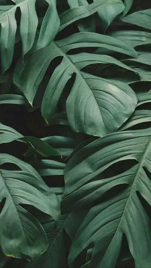 Overlapping Leaves Iphone