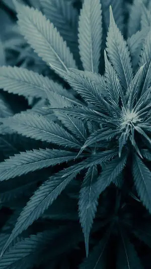 Pale Weed Plant For Iphone Screens