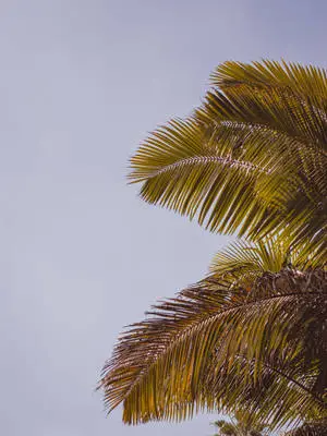  Caption: Tropical Elegance on iPhone 11 Pro 4K 