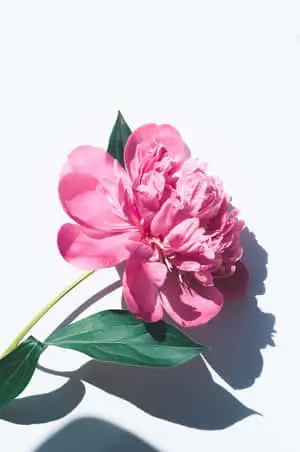 Amazing Pink Peony iPhone Close Up Shot
