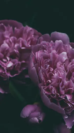 Vibrant Peony Blossoms For Your Iphone