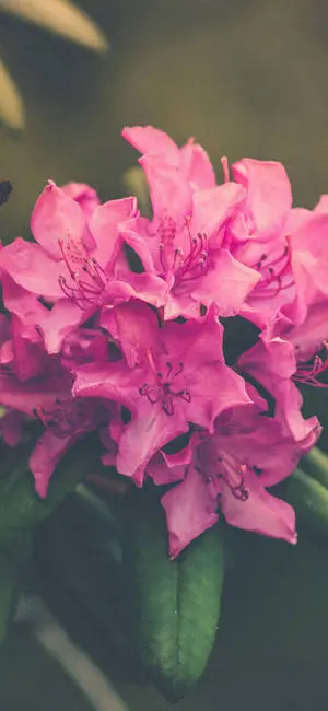 Elegant Pink Rhododendron Blooming on Phone Wallpaper