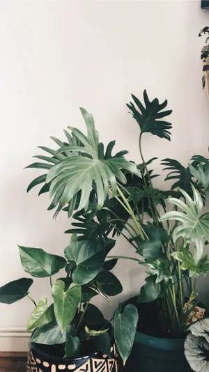 Indoor Potted Plants IPhone