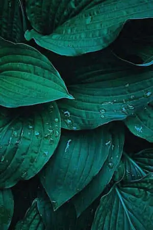 Stay connected with Plant Phone 
