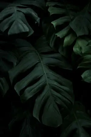 Stay Connected, Even in Nature