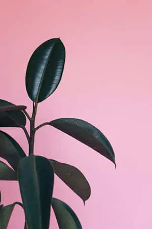Rubber Fig Plant Phone