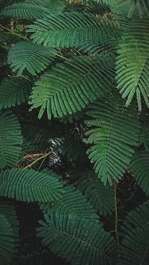 Mimosa Pudica Leaves Plant Phone