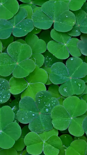 Cute Clover Plant Phone