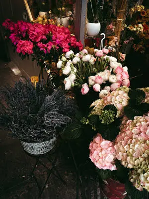 Potted Blooms Floral Iphone