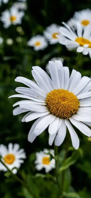 Pretty White Daisy iPhone