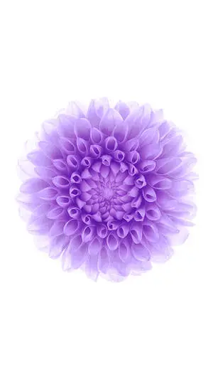 Purple Flower iOS 6 