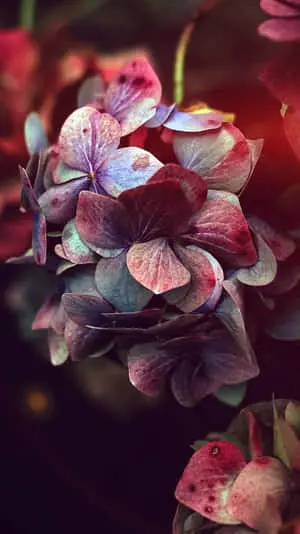 a close up of flowers with a dark background