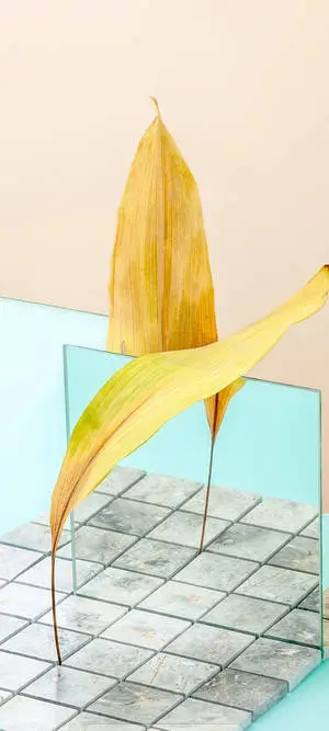 Samsung A51 Standing Leaves On Tiles