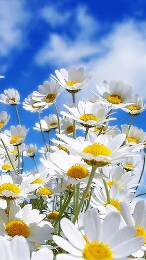 Spring Flower Blue Sky Iphone